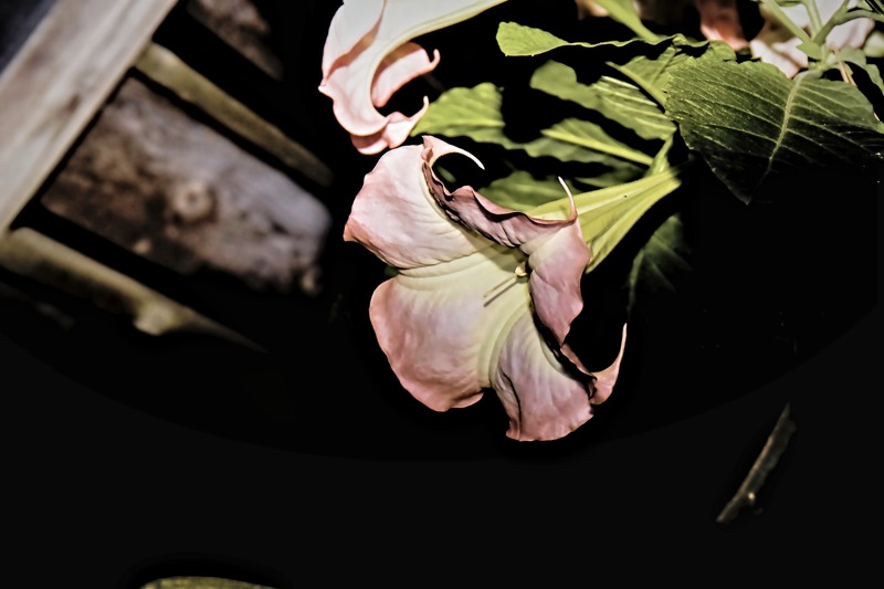 A Private Unfurling- 00
